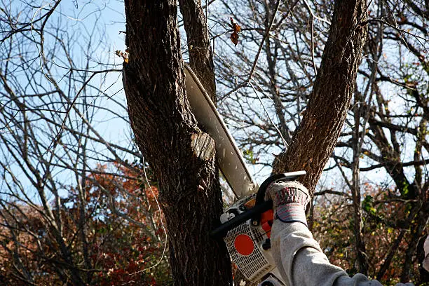 Tree Removal Service